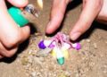 Por una cebollita, dos niño perdieron la vida