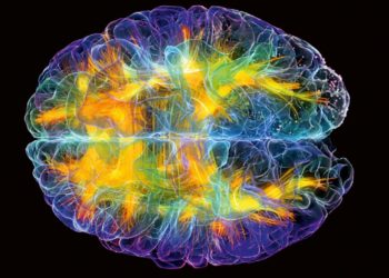Descubren el ‘almacén’ mental de las palabras