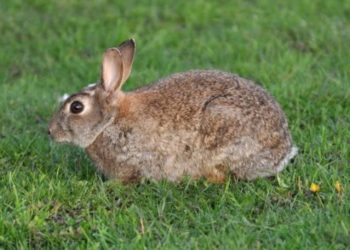 Declaran al conejo, especie en peligro de extinción