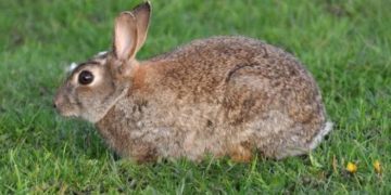 Declaran al conejo, especie en peligro de extinción