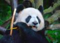 China logrará salvar pandas gigantes de la extinción