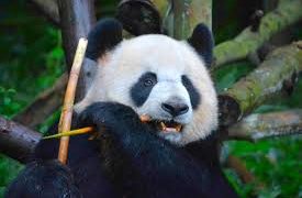 China logrará salvar pandas gigantes de la extinción