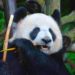 China logrará salvar pandas gigantes de la extinción