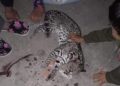 Localizan ocelote muerto en carretera de Aquismón