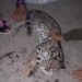 Localizan ocelote muerto en carretera de Aquismón
