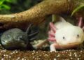 53% de anfibios mexicanos en peligro de extinción