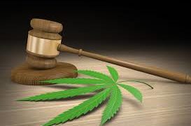 Senadores deben regular el uso lúdico de la marihuana en 2020