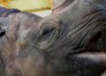 Muere en Tanzania la rinoceronte más longeva del mundo