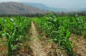 Buscan fomentar reconversión productiva: Dip. Rosa Zúñiga