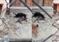 Poblana podría pasar 2 años en prisión por maltrato animal