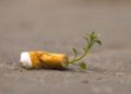¿Conoces los cigarros ecológicos?