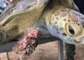 Sargazo causa tumores a tortugas del Caribe Mexicano