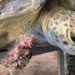 Sargazo causa tumores a tortugas del Caribe Mexicano