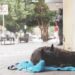 6 formas de ayudar a los animales sin hogar en esta época de frío