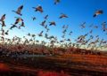 Cambio climático ha reducido 60% la población de aves en Australia
