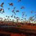 Cambio climático ha reducido 60% la población de aves en Australia