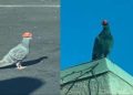 Denuncian maltrato animal por videos de palomas con sombreros