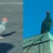 Denuncian maltrato animal por videos de palomas con sombreros