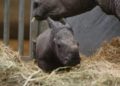 Nace rinoceronte blanco en zoológico de Bélgica