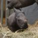 Nace rinoceronte blanco en zoológico de Bélgica