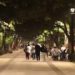 Por celebraciones religiosas mejoran luminarias en Calzada de Guadalupe