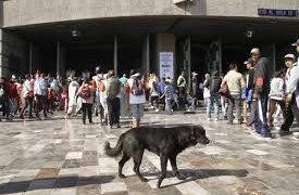 Rescatan 29 perros abandonados por peregrinos Guadalupanos