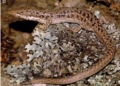 Especies que fueron descubiertas durante el 2019
