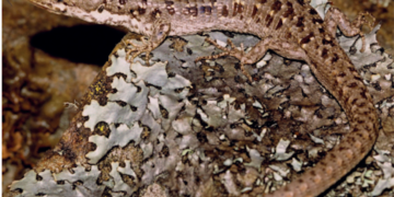 Especies que fueron descubiertas durante el 2019