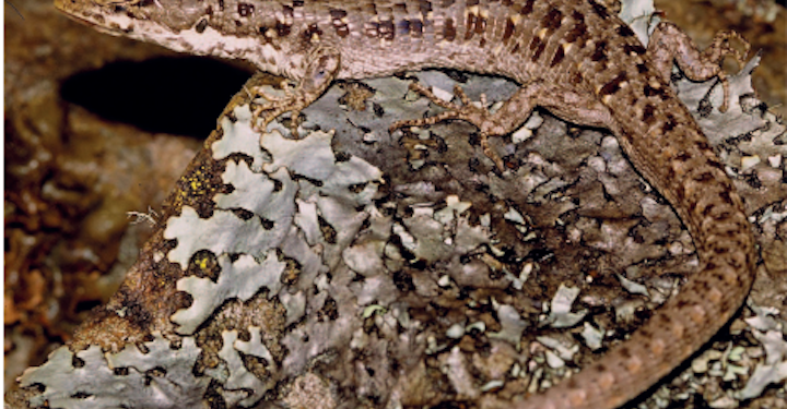 Especies que fueron descubiertas durante el 2019