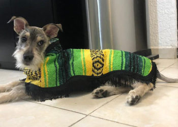 Diseñan sarapes para mascotas