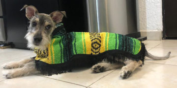 Diseñan sarapes para mascotas