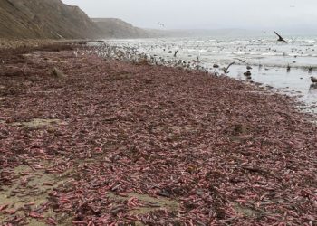 Miles de gusanos marinos varados en la playa