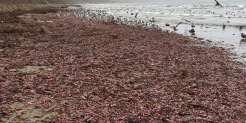 Miles de gusanos marinos varados en la playa