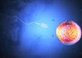 Creación de espermatozoides y óvulos puede ser posible en 2020