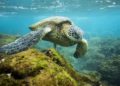 Reproducción de tortugas marinas afectada por cambio climático