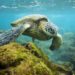 Reproducción de tortugas marinas afectada por cambio climático