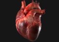 Cirujanos en EU logran revivir corazón y lo trasplantan con éxito