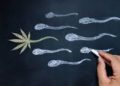 Marihuana hace que hombres produzcan mejor semen