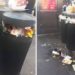 Buscan colocar más papeleras en la ciudad de SLP