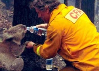Destruido 30% del hábitat del Koala por incendios forestales