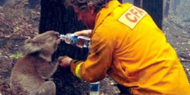 Destruido 30% del hábitat del Koala por incendios forestales