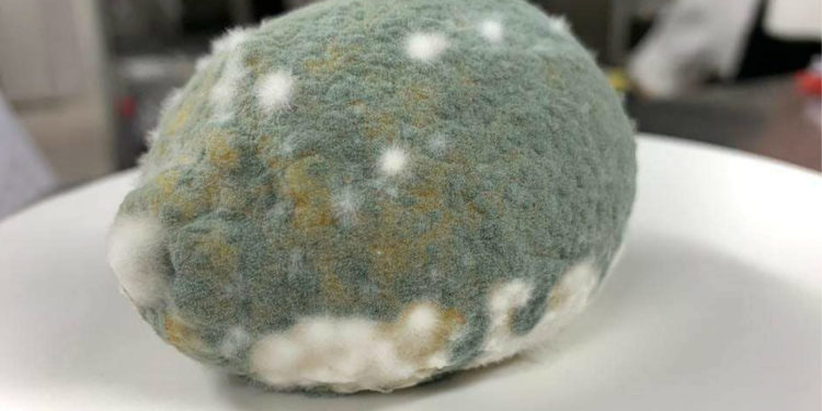 ¿Antojo de un postre? que tal un limón con moho