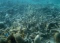 ¿Por qué hay cada vez más zonas muertas en el océano?