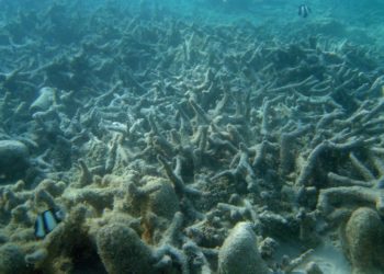 ¿Por qué hay cada vez más zonas muertas en el océano?