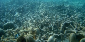 ¿Por qué hay cada vez más zonas muertas en el océano?