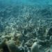 ¿Por qué hay cada vez más zonas muertas en el océano?