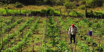 AMLO supervisará Sembrando Vida en Sur de México
