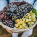 Uvas en año nuevo, un ritual con beneficios para la salud
