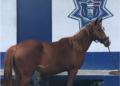 Detienen en Ciudad Valles a sujeto por robar caballos