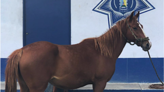 Detienen en Ciudad Valles a sujeto por robar caballos